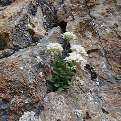 Description de l'image Hormathophylla pyrenaica 1.jpg.