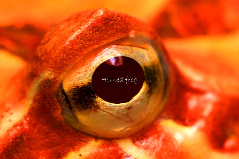 File:Horned frog.jpg