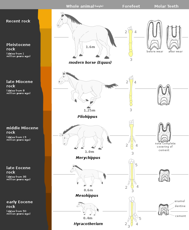 Figure 3e: Evolution of the horse showing reconstruction of the fossil species obtained from successive rock strata. The foot diagrams are all front views of the left forefoot. The third metacarpal is shaded throughout. The teeth are shown in longitudinal section. The linear sequence is just one of many paths in the equine phylogenetic tree.