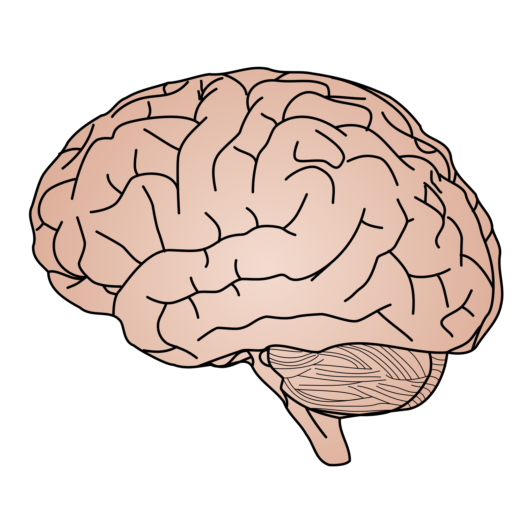 File:Human-brain-vector.svg - Wikimedia Commons