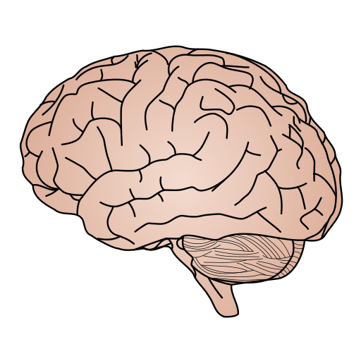 https://upload.wikimedia.org/wikipedia/commons/thumb/3/37/Human-brain-vector.svg/512px-Human-brain-vector.svg.png