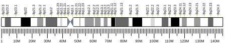 Tập tin:Human chromosome 8 ideogram.svg