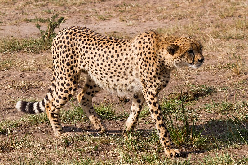 File:Hunting Cheetah.jpg