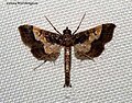 Hydriris ornatalis (Duponchel, 1832) The Ornate Hydriris (16575215857).jpg