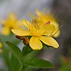 Hypericum kamtschaticum var. senanense 11.jpg