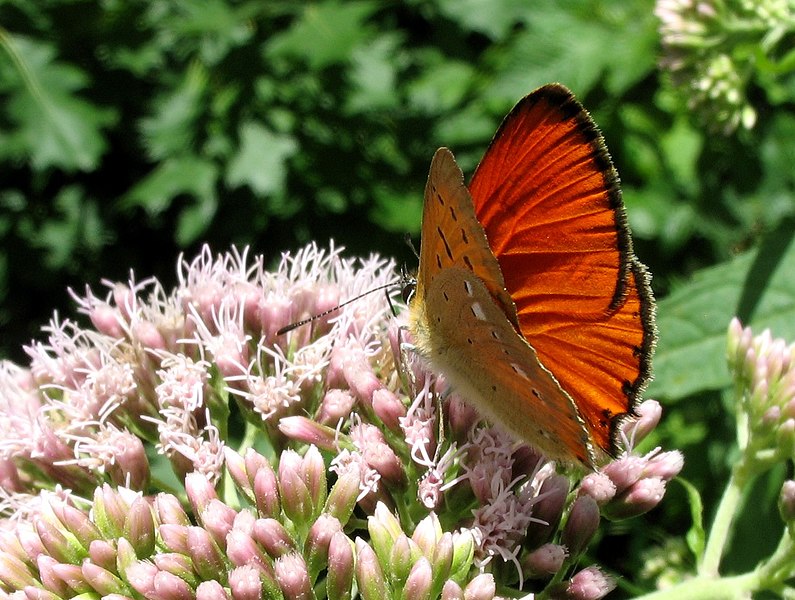 File:IMG 2189 butterfly.jpg