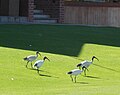 Ibis Family Out For a Walk (6975910545).jpg