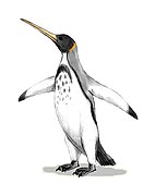 Icadyptes (Pingüinos)