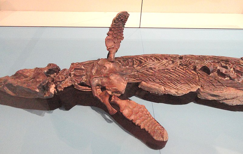 File:Ichthyosaur (unidentified), Dorset, England, Early Jurassic - Royal Ontario Museum - DSC09969.JPG