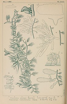 Illustrations of Caulerpa brachypus. Icones of Japanese algae (Pl. CXXV) (8006309219).jpg