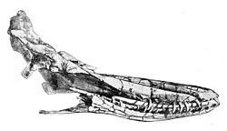 Idiorophus patagonicus.jpg