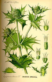 Illustration_Eryngium_maritimum0.jpg