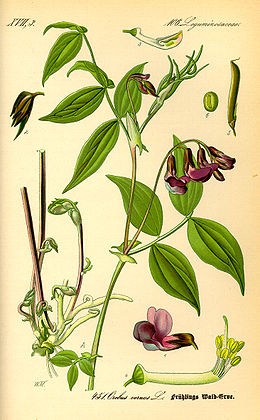 Pavasarinis pelėžirnis (Lathyrus vernus)