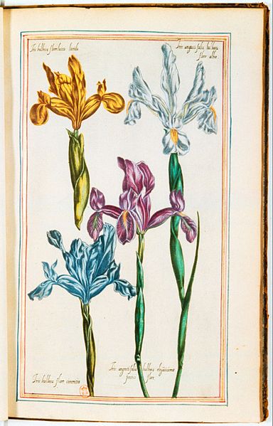 File:Illustrations de Le Jardin du très chrestien Henry IV.f28.jpg