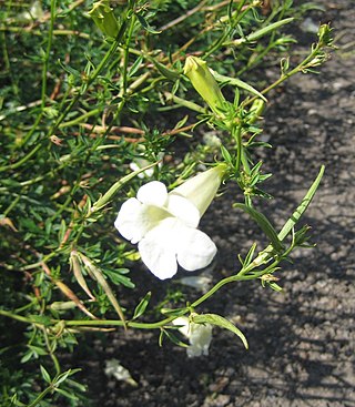 <i>Incarvillea sinensis</i> Species of flowering plant