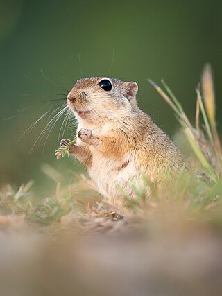 <span class="mw-page-title-main">Indian desert jird</span> Species of rodent