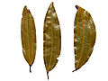 테지파타 (잎)