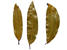 Indian bay leaf - tejpatta - indisches Lorbeerblatt.jpg