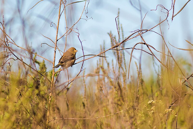 File:Indigo bunting (44567497865).jpg