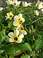 File:abelha-cachorro - Trigona spinipes - em flor de açoita-cavalo-graúdo  Luehea grandiflora Mart. & Zucc. (Malvaceae) 03.jpg - Wikimedia Commons