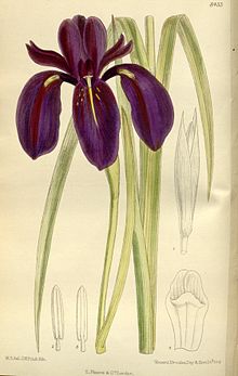 Iris chrysographes 138-8433.jpg