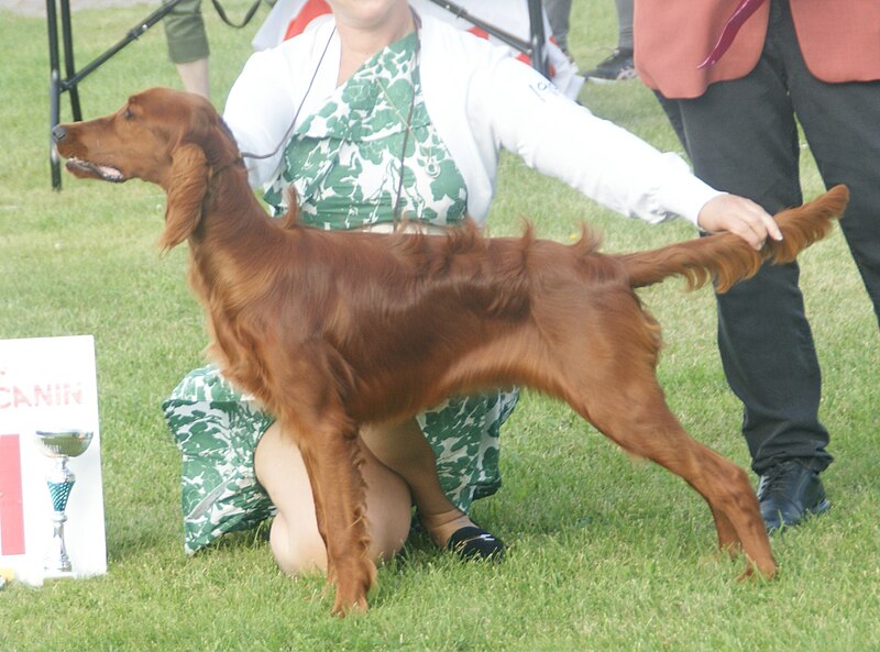 File:Irish Red Setter at show.jpg