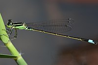 Ischnura senegalensis (Mannelijk, Japan, 2018.09.02) .jpg