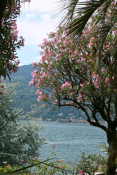 File:Isola Madre - Blick zum See 1.jpg