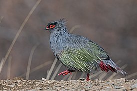 Ithaginis cruentus geoffroyi, AP tibetano de Garzê, Sichuan 9S3A1860.jpg