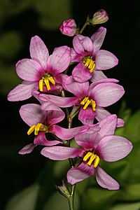 Ixia scillaris 1DS-II 3-6659.jpg