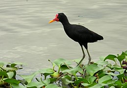 Jacana jacana (Gallito de ciénaga) - Adulto (14470292870).jpg