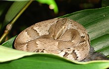 Bothrops Jararaca