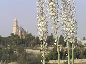 פרחי חצב מצוי בגבעת התנ"ך בירושלים, על רקע כנסיית הדורמיציון