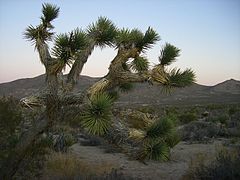 Un árbol de Josué.