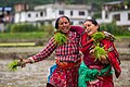 Joy of Plantation by Safalphotos