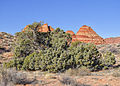 Cottonwood Cove, Nevada