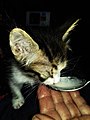 KITTEN BEING FED BY SPOON - SPOONFEEDING A KITTEN - HOW TO FEED A KITTEN 01.jpg