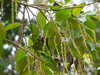 <i>Homalium</i> Genus of flowering plants