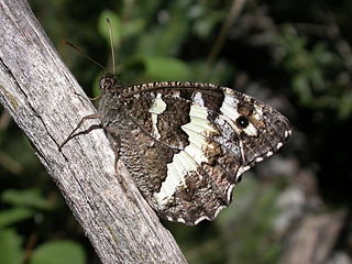 <i>Brintesia</i> Genus of butterflies