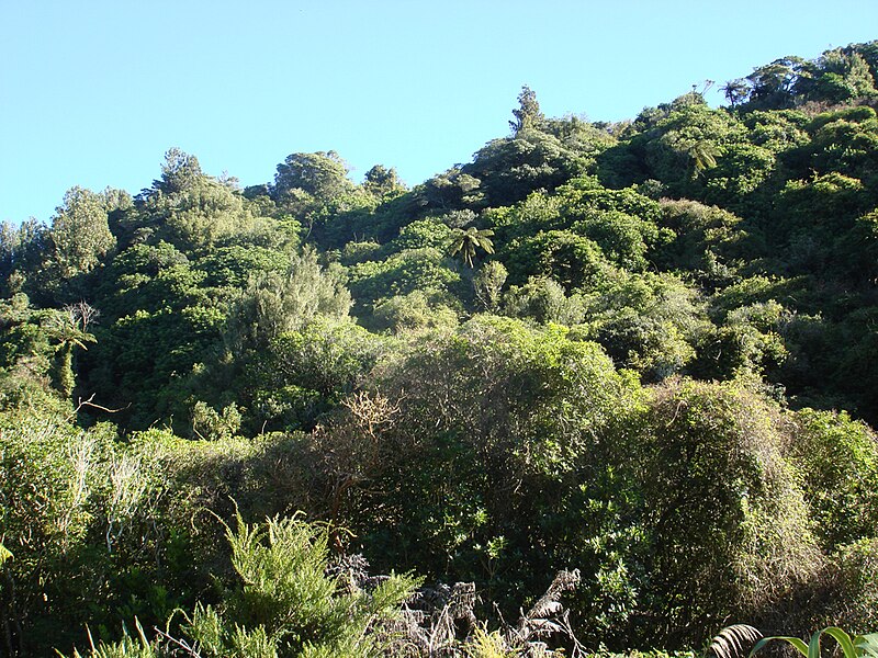 File:Karori Hillside - Flickr - Teacher Traveler.jpg