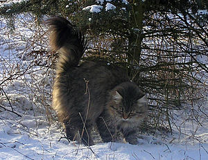 Hauskatze: Körpermerkmale, Verbreitung, Genetik