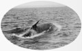 Killer whale known as Hooky from the shape of its fin, Twofold Bay (37380205675).jpg