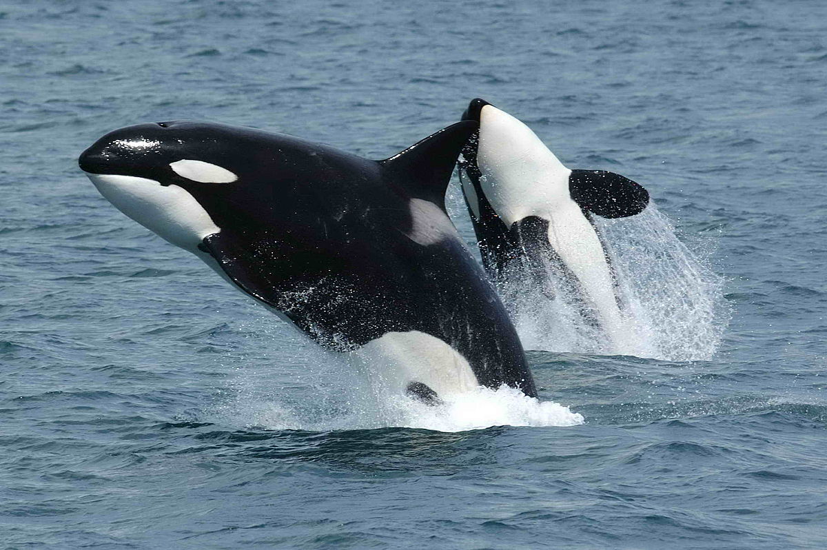 black and white dolphins