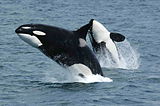 Orca Killerwhales jumping.jpg