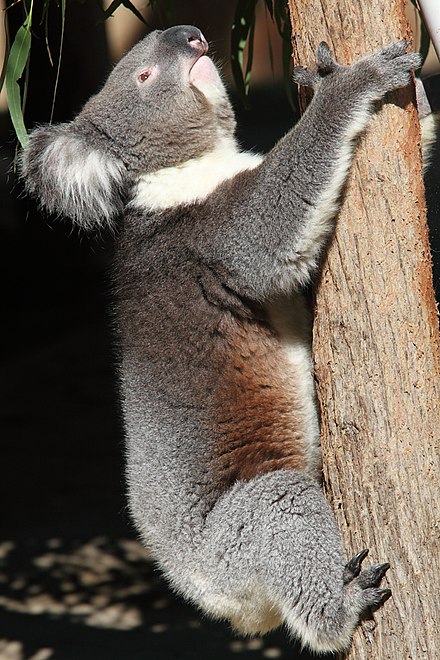 A Koala at Cleland Conservation Park