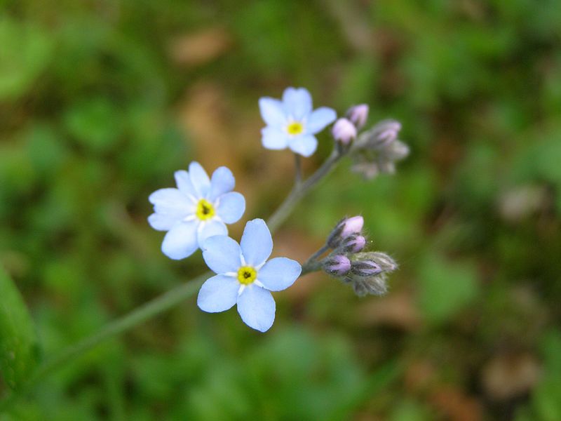 File:Kornik Arboretum kwiatek 1.jpg