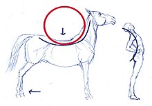 Back pain in a horse may be related to movement in an unnatural and stressed position, not unlike those that cause back pain in humans. Kreisbogen-durchgedruckt.jpg