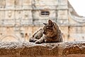 * Nomination Cat in Arkadi Monastery (Μονή Αρκαδίου), Amnatos, Crete, Greece --XRay 03:25, 5 October 2023 (UTC) * Promotion  Support Good quality -- Johann Jaritz 04:00, 5 October 2023 (UTC)