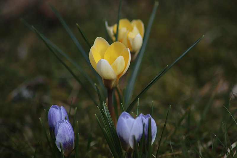 File:Krokus (Crocus) 003.jpg