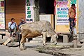 Krowa na ulicy Udajpuru, 20191207 0704 7083.jpg